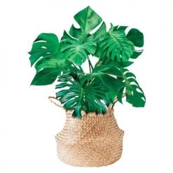 STC Stickers Muraux Autocollant Mural Plante 64x47cm