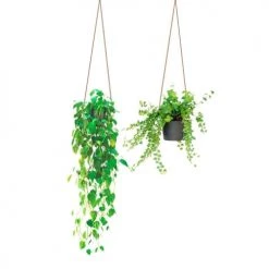 STC Stickers Muraux Autocollant Mural Suspensions Plantes 71x51cm