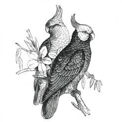 STC Stickers Muraux Décoration Adhésive Murale Cacatoes 50x70cm