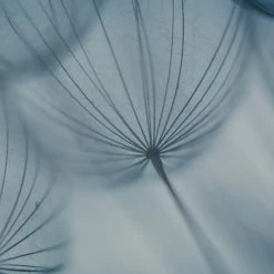 Acte Deco Papiers Peints Papier Peint Panoramique Dandelion - 250x170 9 Acte Deco Papiers Peints Papier Peint Panoramique Dandelion - 250x170 -Papiers peints Soldes papier peint panoramique dandelion 250x170 4