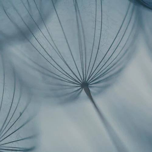 Acte Deco Papiers Peints Papier Peint Panoramique Dandelion - 250x170 6 Acte Deco Papiers Peints Papier Peint Panoramique Dandelion - 250x170 – Image 4