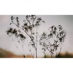 Acte Deco Papiers Peints Papier Peint Panoramique Douceur Végétale - 250x255 -Papiers peints Soldes papier peint panoramique douceur vegetale 250x255 14