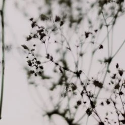 Acte Deco Papiers Peints Papier Peint Panoramique Douceur Végétale - 250x340 -Papiers peints Soldes papier peint panoramique douceur vegetale 250x340 15