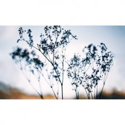 Acte Deco Papiers Peints Papier Peint Panoramique Douceur Végétale - 250x340 -Papiers peints Soldes papier peint panoramique douceur vegetale 250x340 2