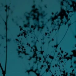 Acte Deco Papiers Peints Papier Peint Panoramique Douceur Végétale - 250x425 -Papiers peints Soldes papier peint panoramique douceur vegetale 250x425 3