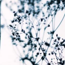 Acte Deco Papiers Peints Papier Peint Panoramique Douceur Végétale - 250x425 -Papiers peints Soldes papier peint panoramique douceur vegetale 250x425 9