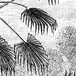 Lé Papiers De Ninon Papiers Peints Papier Peint Panoramique En Papier Noir 432x300 -Papiers peints Soldes papier peint panoramique en papier noir 432x300 5