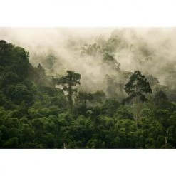 Lé Papiers De Ninon Papiers Peints Papier Peint Panoramique En Papier Vert FoncÃ© 384x270 -Papiers peints Soldes papier peint panoramique en papier vert foncac 384x270 3