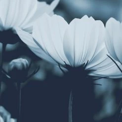 Acte Deco Papiers Peints Papier Peint Panoramique Fleurs De Cosmos - 250x170 11 Acte Deco Papiers Peints Papier Peint Panoramique Fleurs De Cosmos - 250x170 -Papiers peints Soldes papier peint panoramique fleurs de cosmos 250x170 10