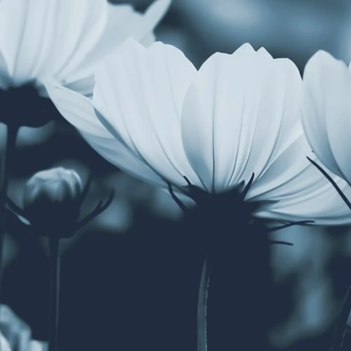 Acte Deco Papiers Peints Papier Peint Panoramique Fleurs De Cosmos - 250x170 6 Acte Deco Papiers Peints Papier Peint Panoramique Fleurs De Cosmos - 250x170 – Image 4