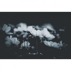 Acte Deco Papiers Peints Papier Peint Panoramique Fleurs De Cosmos - 250x170 -Papiers peints Soldes papier peint panoramique fleurs de cosmos 250x170 14