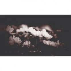 Acte Deco Papiers Peints Papier Peint Panoramique Fleurs De Cosmos - 250x170 -Papiers peints Soldes papier peint panoramique fleurs de cosmos 250x170 2