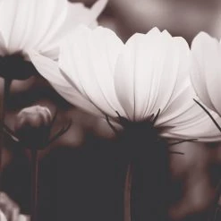 Acte Deco Papiers Peints Papier Peint Panoramique Fleurs De Cosmos - 250x170 -Papiers peints Soldes papier peint panoramique fleurs de cosmos 250x170 4