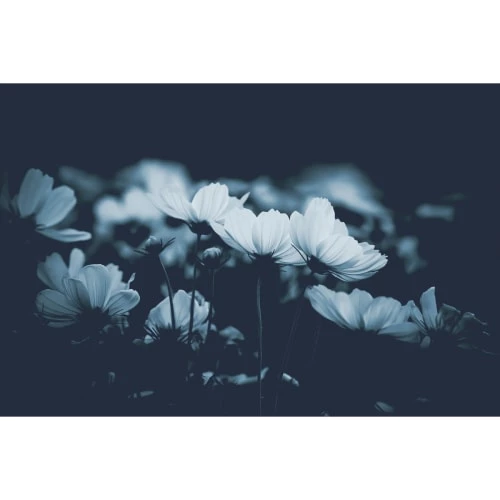 Acte Deco Papiers Peints Papier Peint Panoramique Fleurs De Cosmos - 250x170 4 Acte Deco Papiers Peints Papier Peint Panoramique Fleurs De Cosmos - 250x170 – Image 2