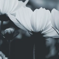 Acte Deco Papiers Peints Papier Peint Panoramique Fleurs De Cosmos - 250x255 -Papiers peints Soldes papier peint panoramique fleurs de cosmos 250x255 10