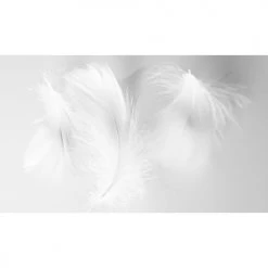 Acte Deco Papiers Peints Papier Peint Panoramique Plumes 2 - 250x340 -Papiers peints Soldes papier peint panoramique plumes 2 250x340 2